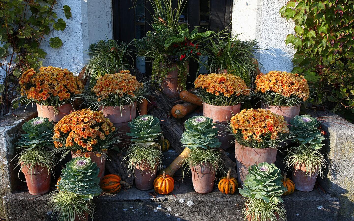 A variety of fall blooming plants and flowers in pots.