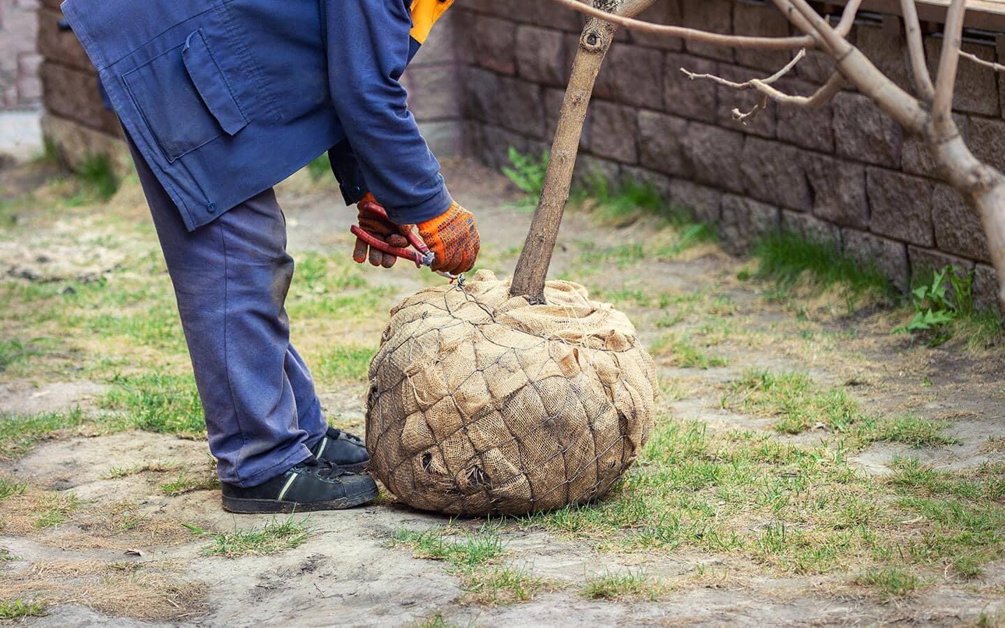 Someone opening the the burlap on a tree's root ball before planting.