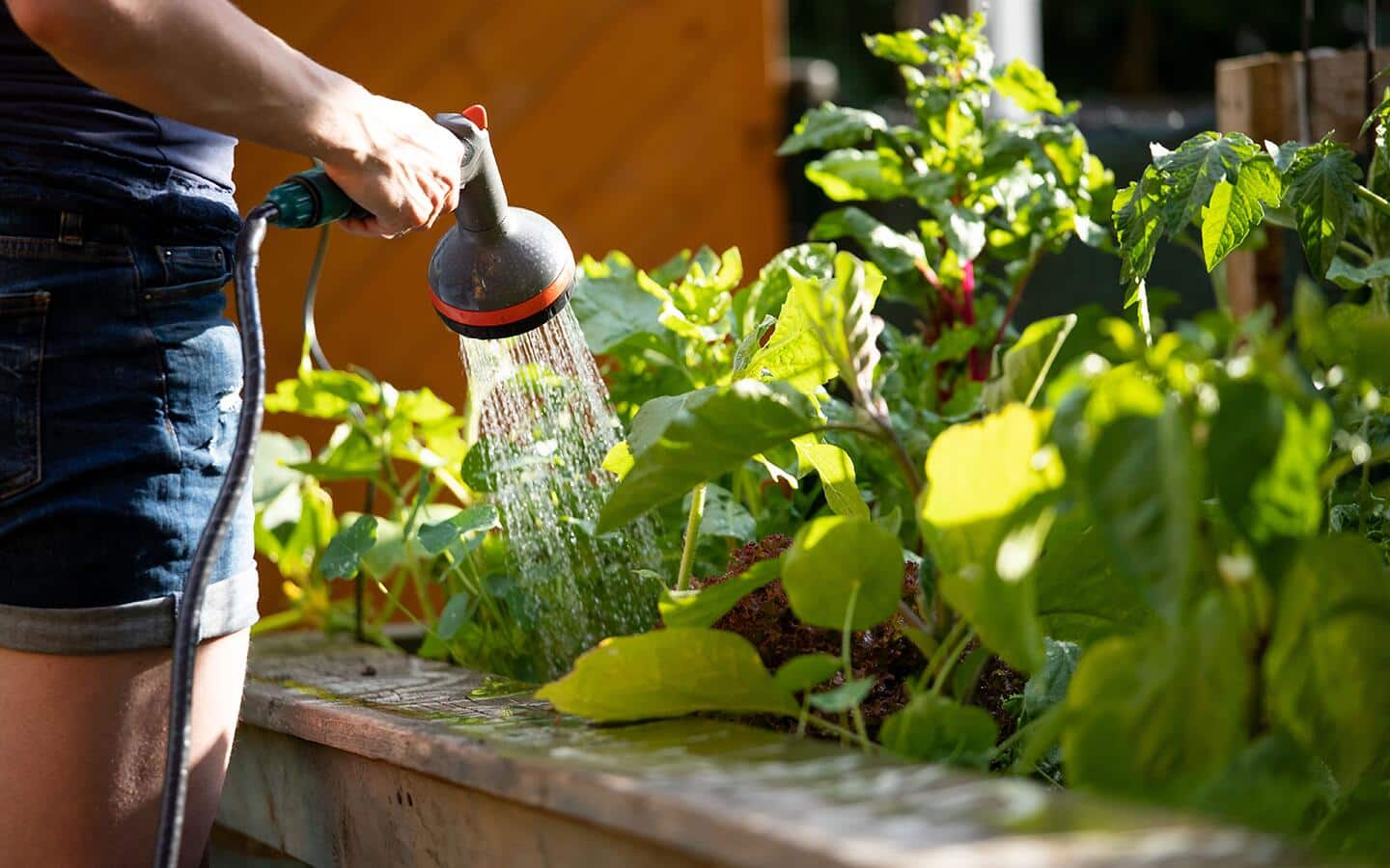 Gardener waters vegetable garden Gardener waters vegetable garden