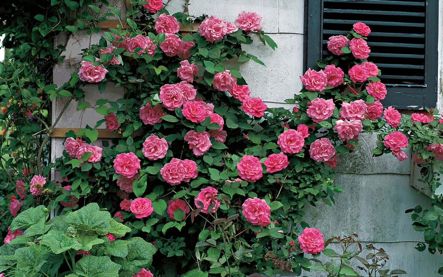 Climbing roses grow on the corner of a stone structure. Climbing roses grow on the corner of a stone structure.
