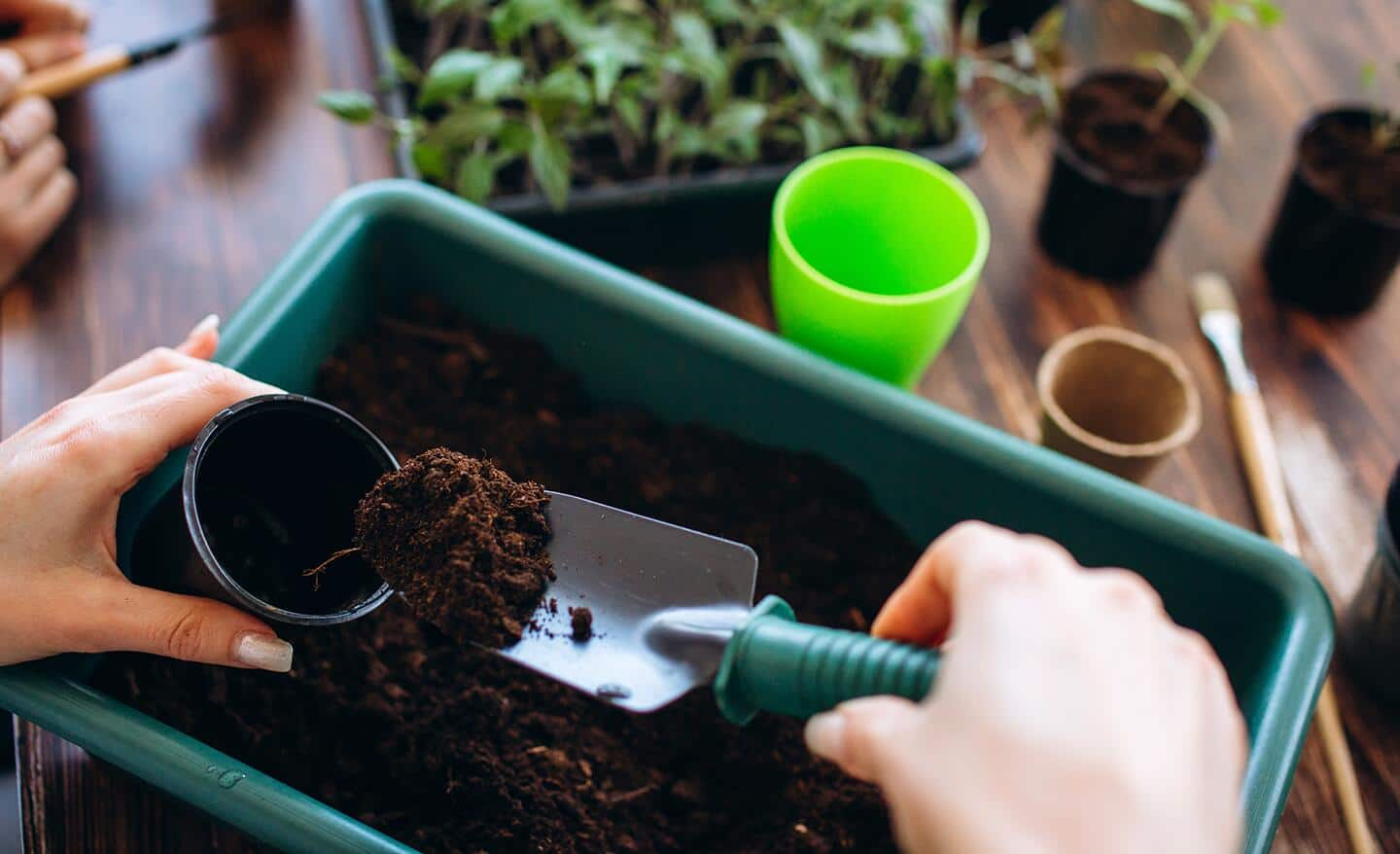 Gardener uses a trowel to place soil in cup for seed starting