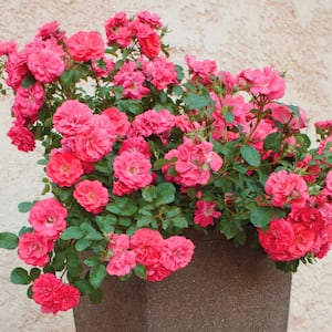 Image for Rose Bushes
