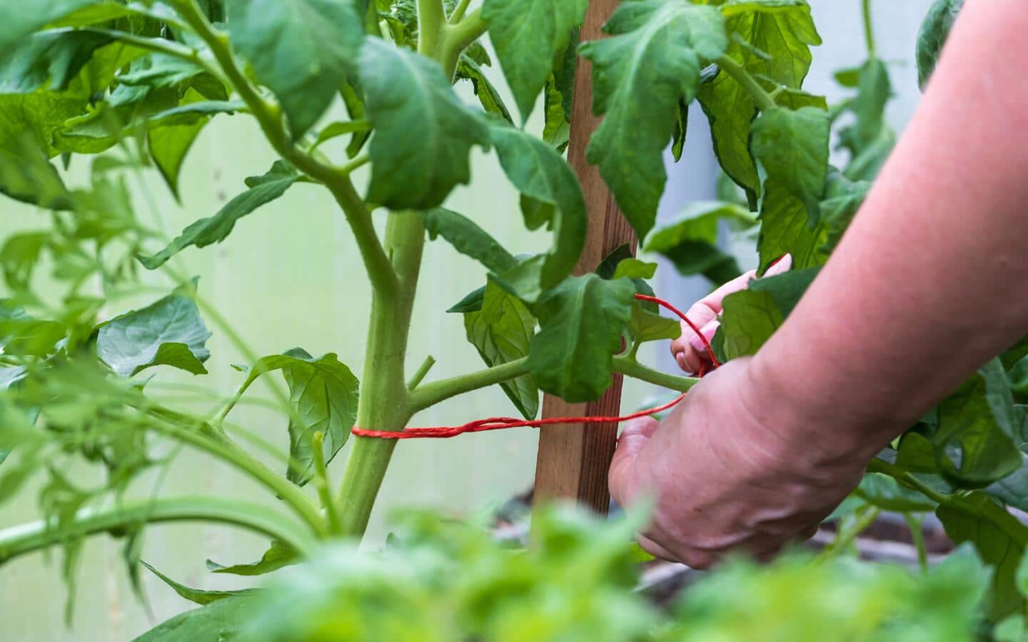 Gardener using string to tie a tomato vine to a garden stake