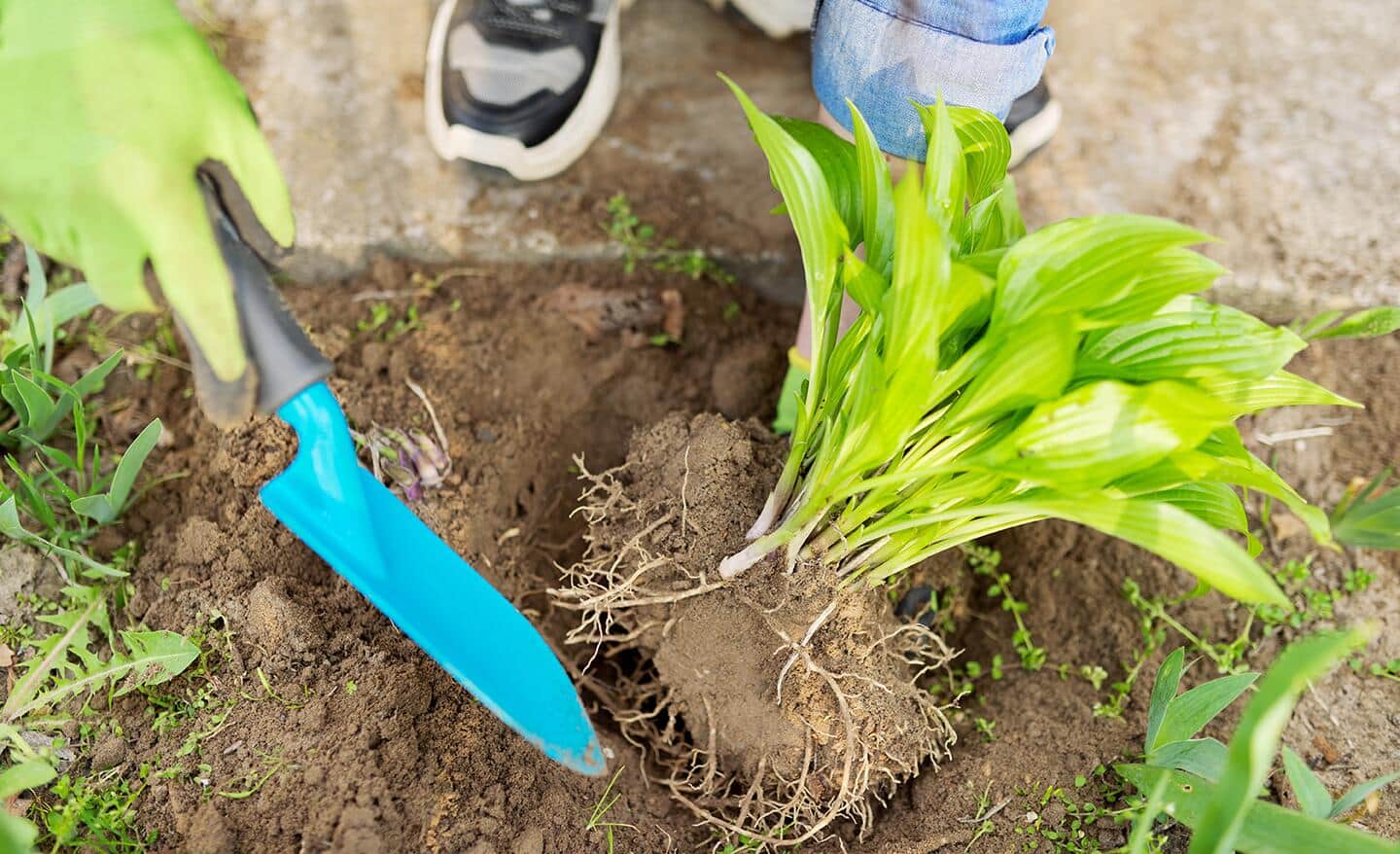 Gardener placing new hosta plant in the ground