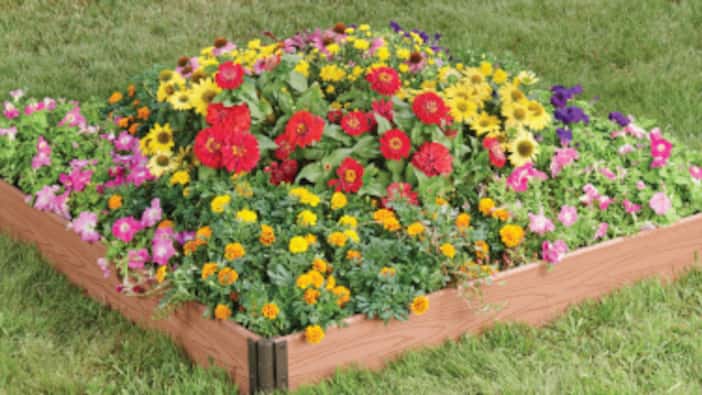 The Difference Between Annuals vs. Perennials