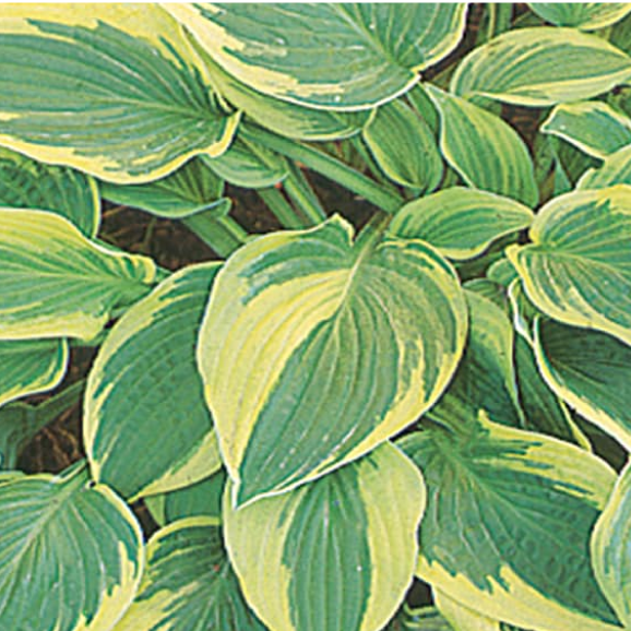Image for Shop Full Shade Plants
