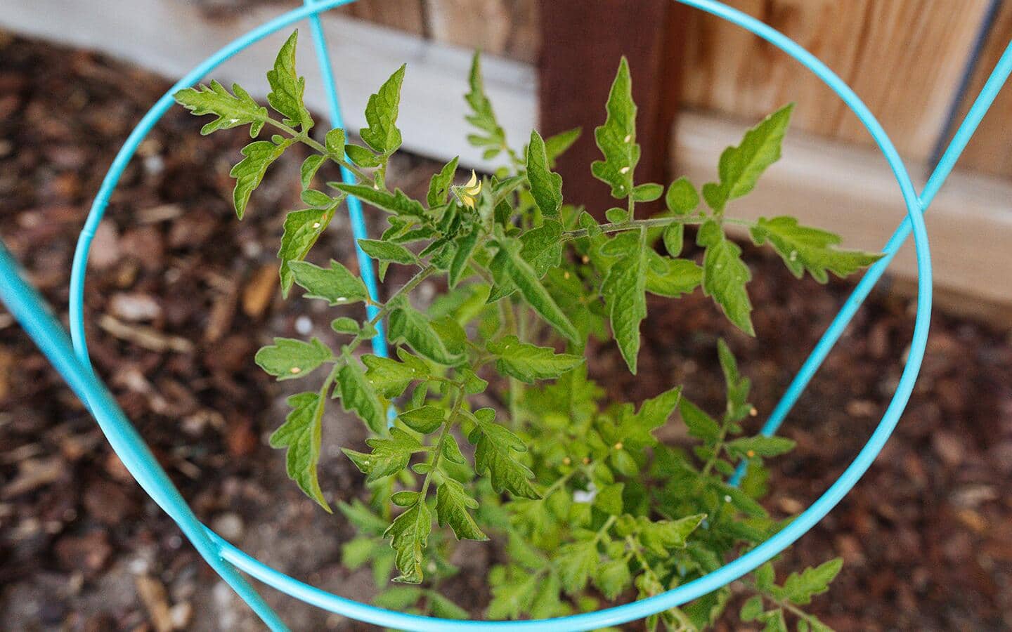 A tomato plant in a tomato cage. A tomato plant in a tomato cage.