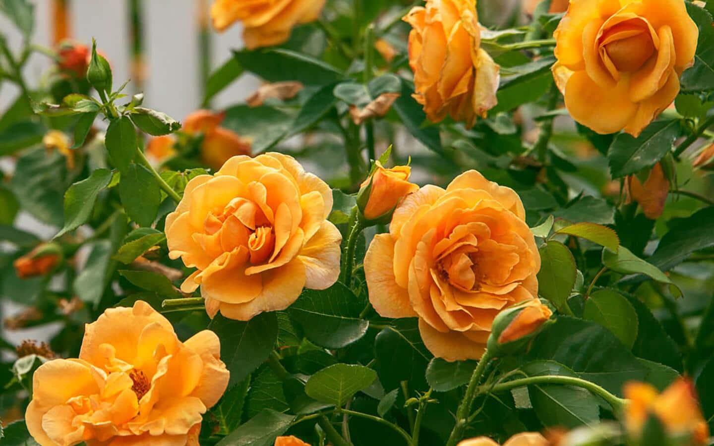 Orange roses in the garden