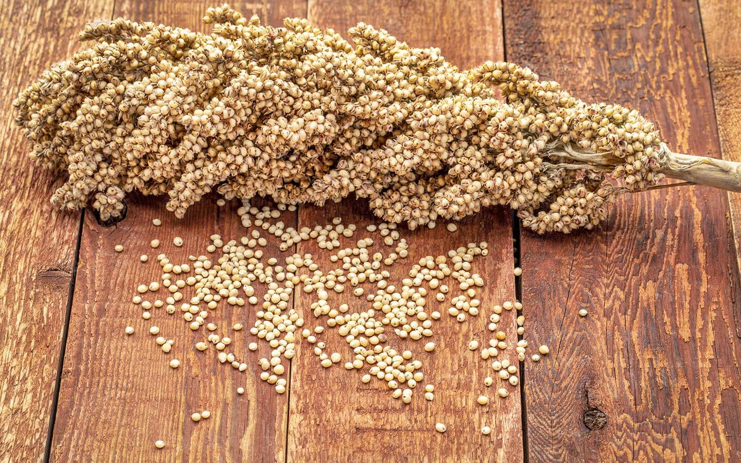 A cluster of milo seeds scattered around a sorghum stalk on a wood table.