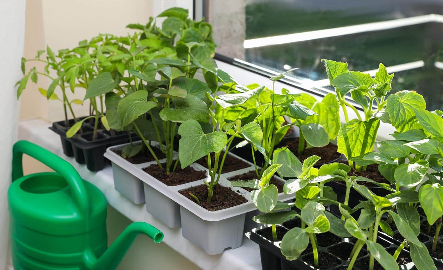 Packs of seedlings in a window with a watering can