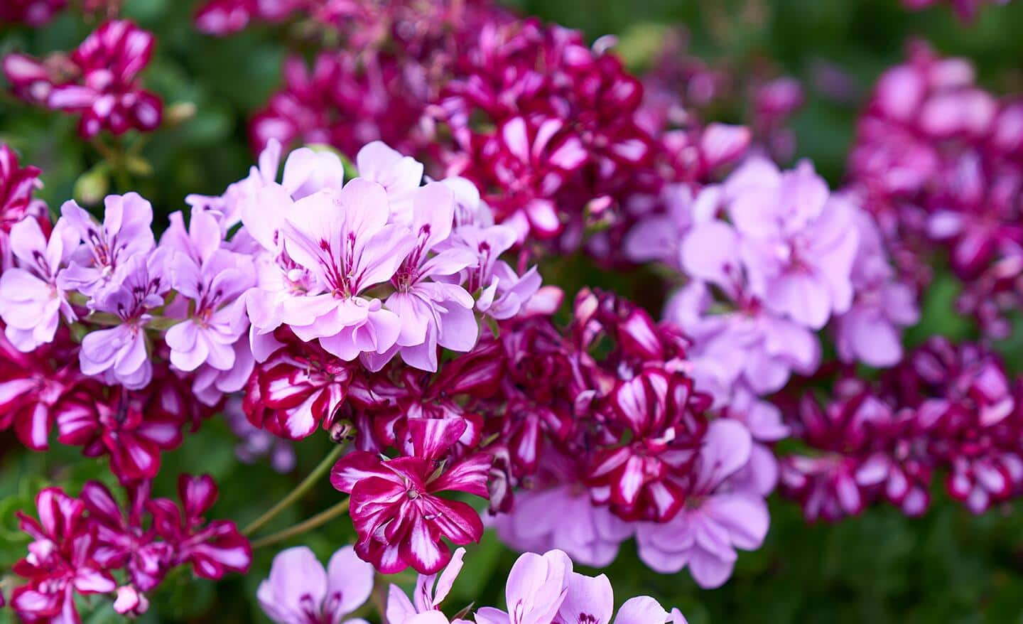 Pink annual blooms in a garden