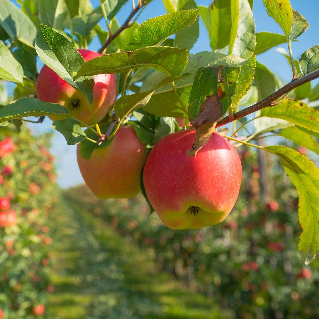 How to Grow Apples