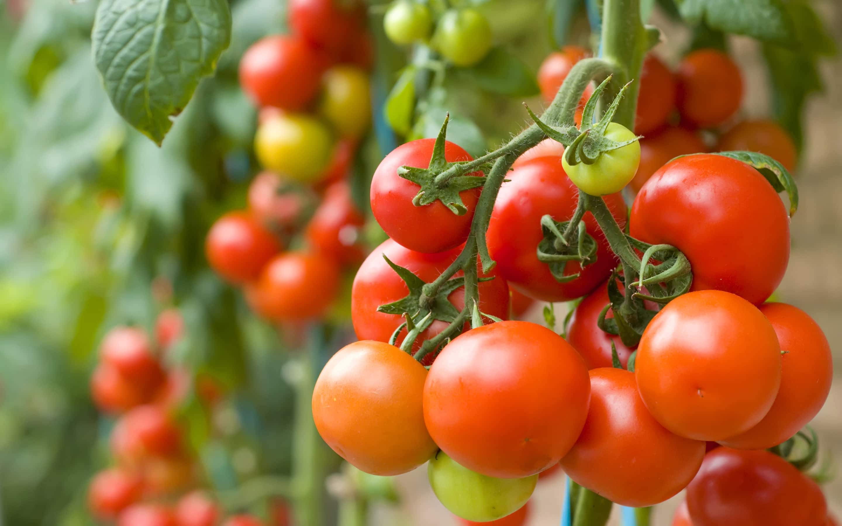 Cherry tomatoes on the vine
