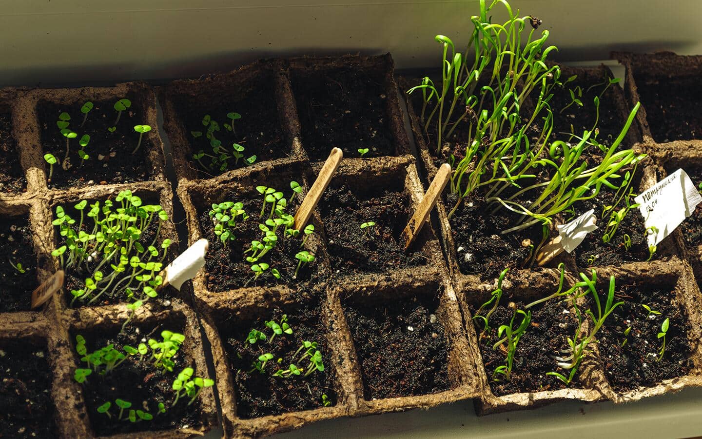 Assorted herb seeds at different stages of growth. Assorted herb seeds at different stages of growth.