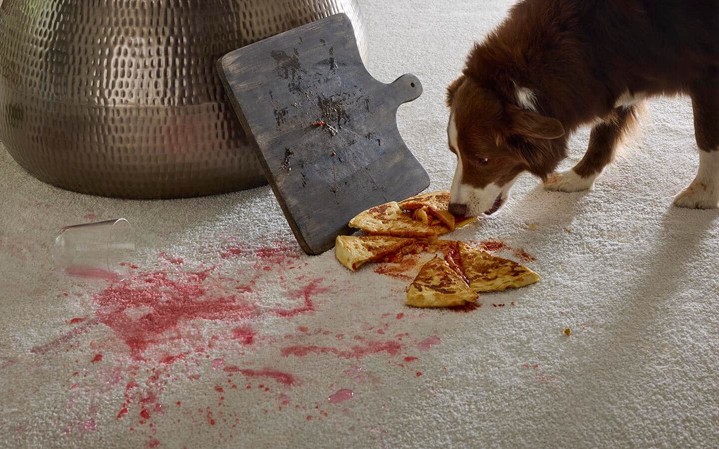 A brown and white dog eating pizza that has fallen on white carpet.