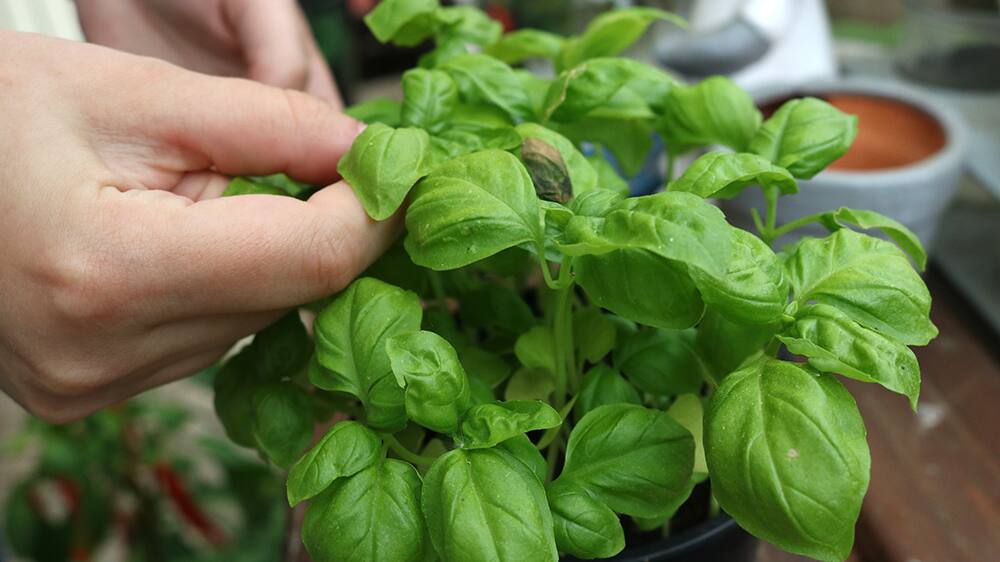 How to Grow Basil
