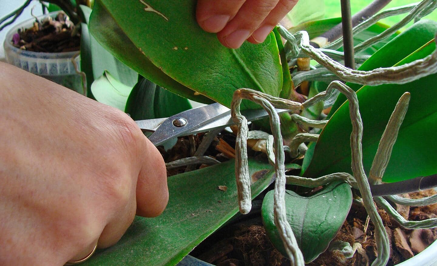 Gardener trims an orchid plant