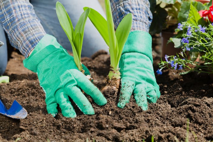 In-Ground Gardening