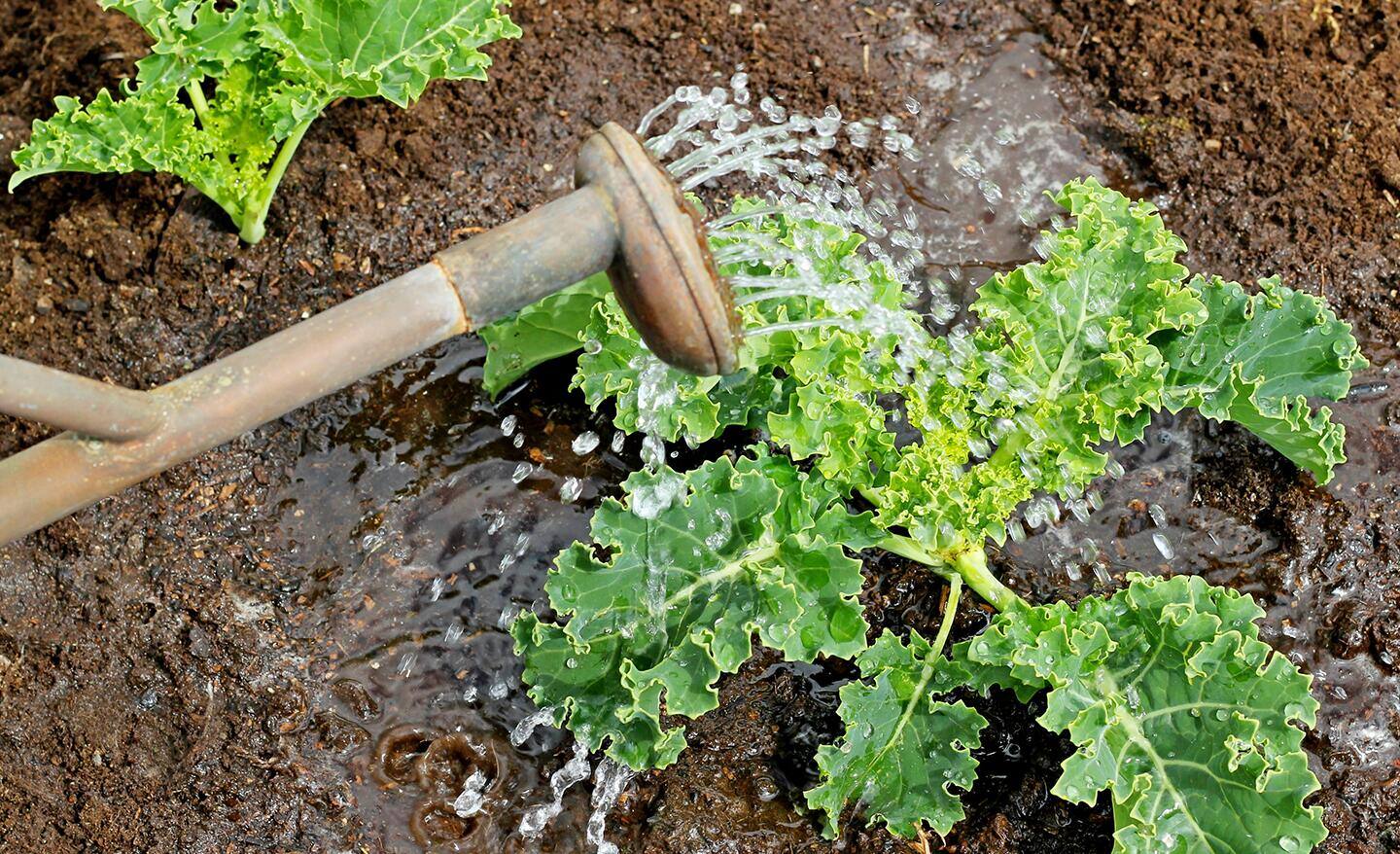 Gardener waters kale in a vegetable garden