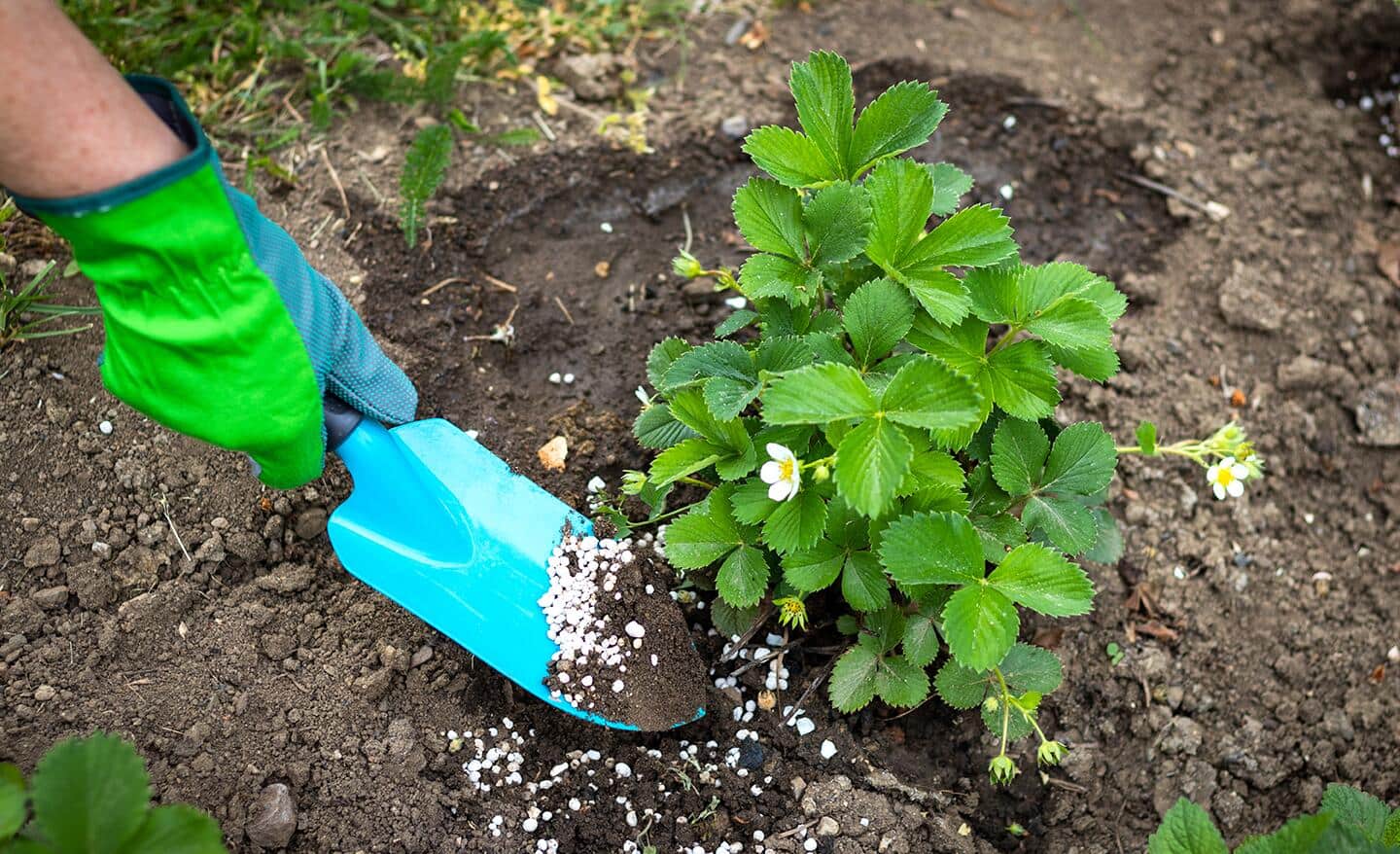 Gardener spreading fertilizer around the base of a plant