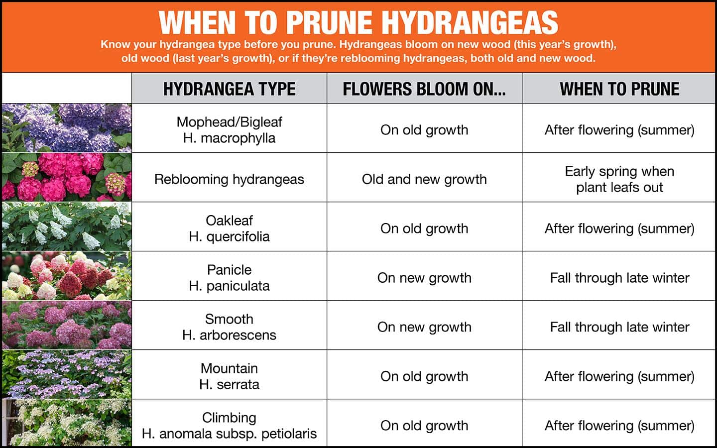 How and When to Prune Hydrangeas - The Home Depot