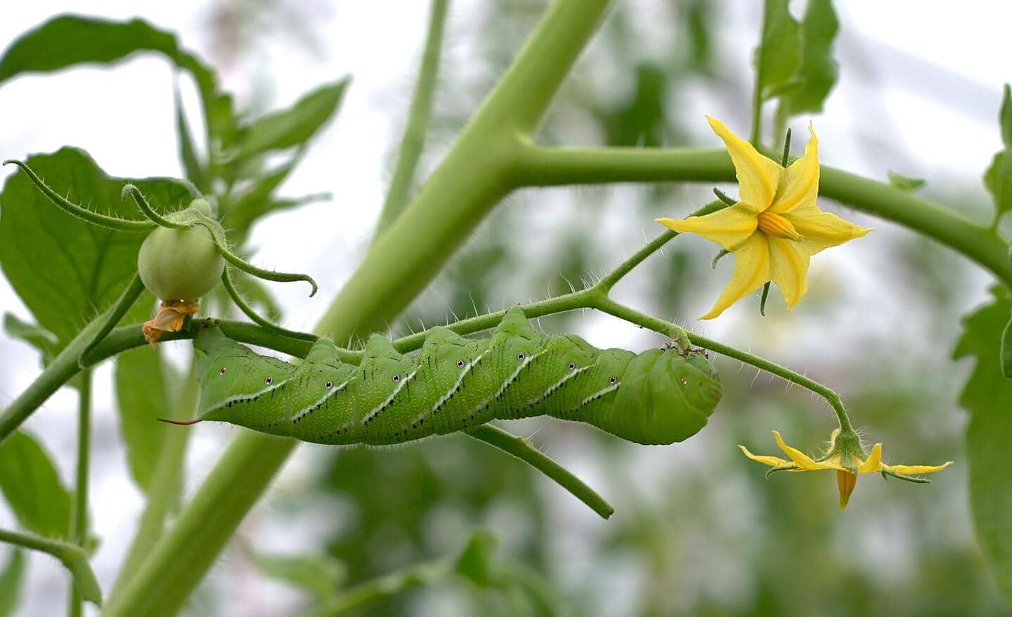 Tomato hornworms on a tomato plant. Tomato hornworms on a tomato plant.