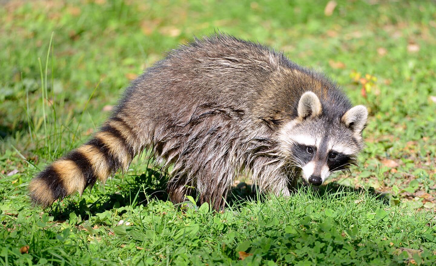 Raccoon scratching for grubs in soil