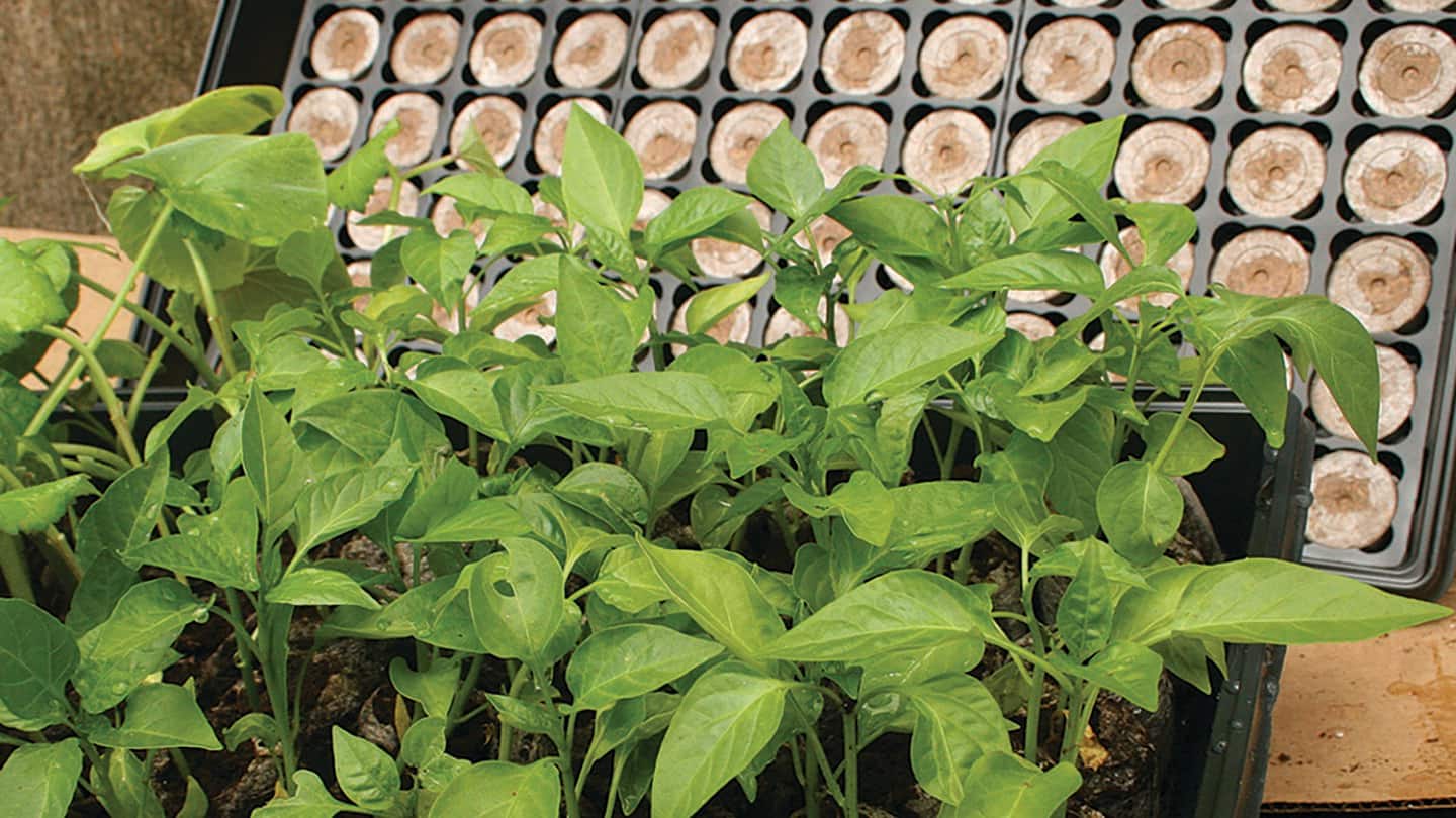 How to Start Seeds at Home with a Gardening Starter Kit