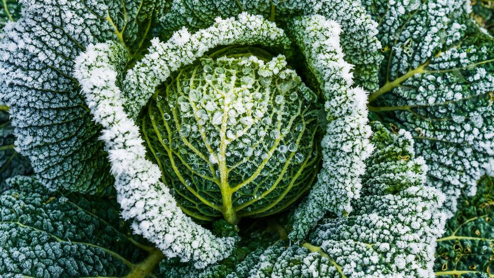 Understanding First and Last Frost Dates