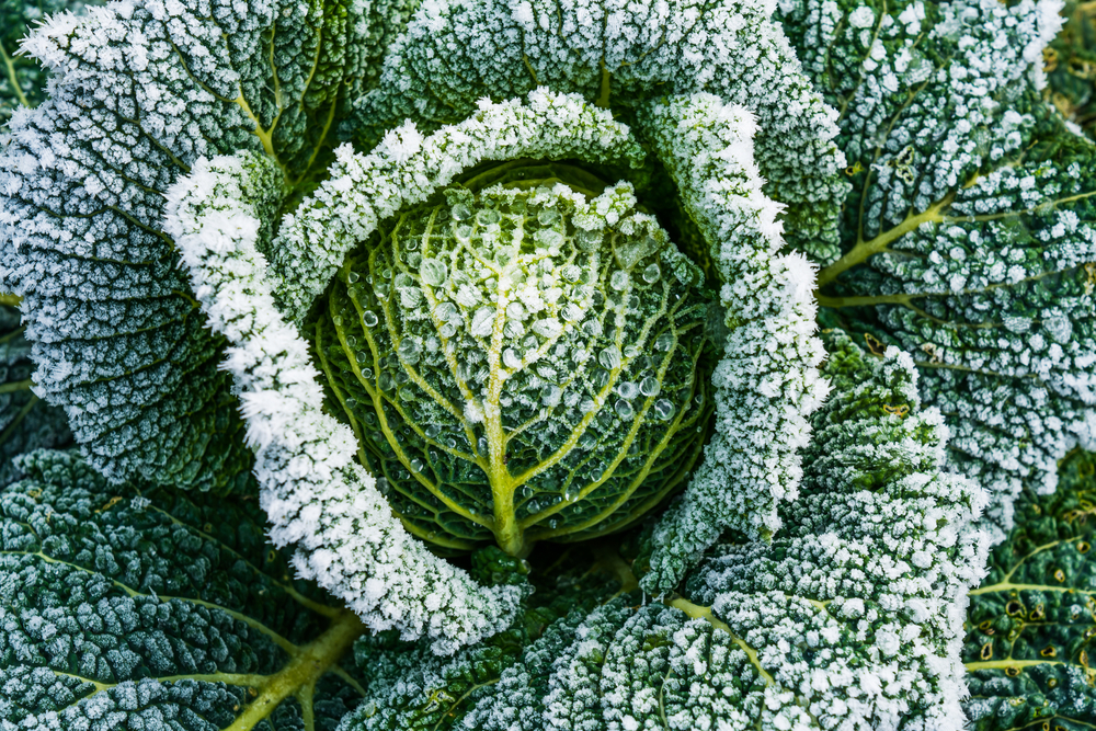 Understanding First and Last Frost Dates