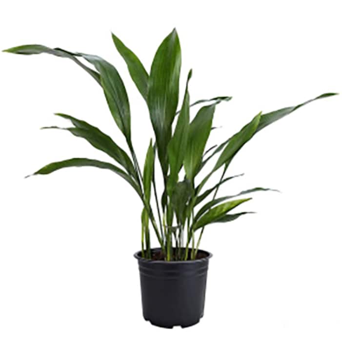 Image for Disease Resistant Indoor Plants