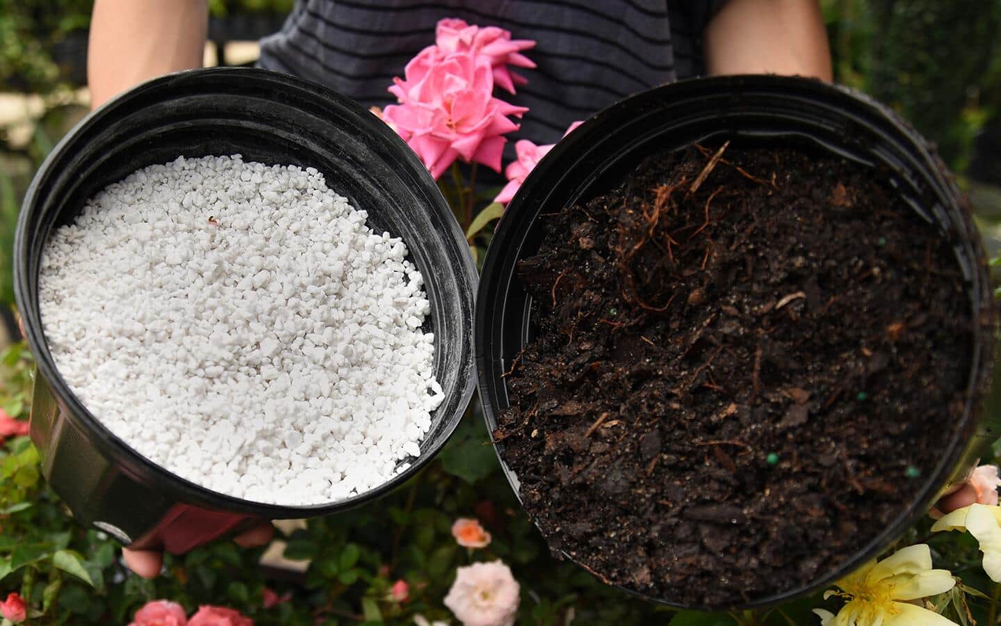 Gardener holds two containers of soil amendments Gardener holds two containers of soil amendments