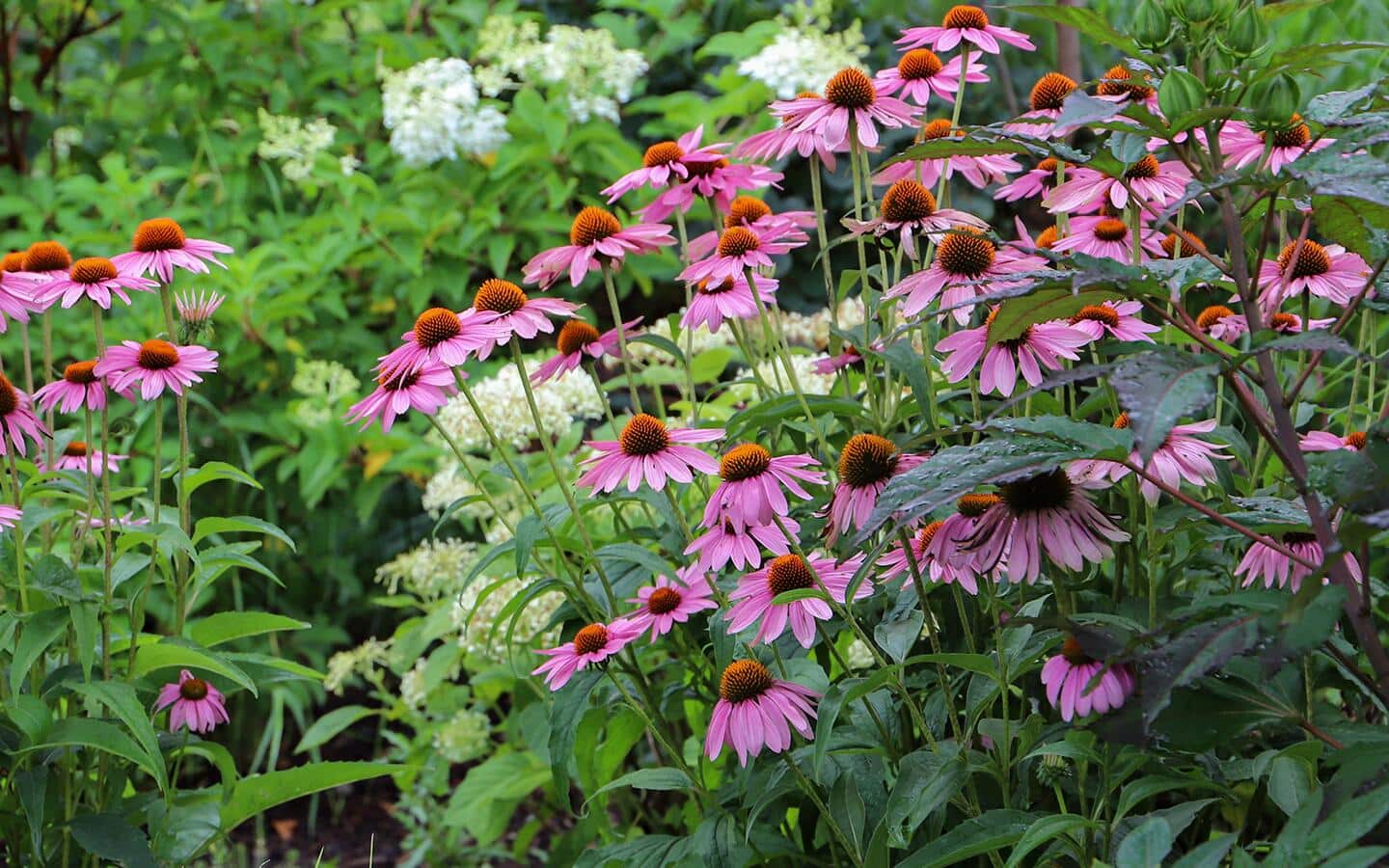 Purple cornflowers filling a garden with color.