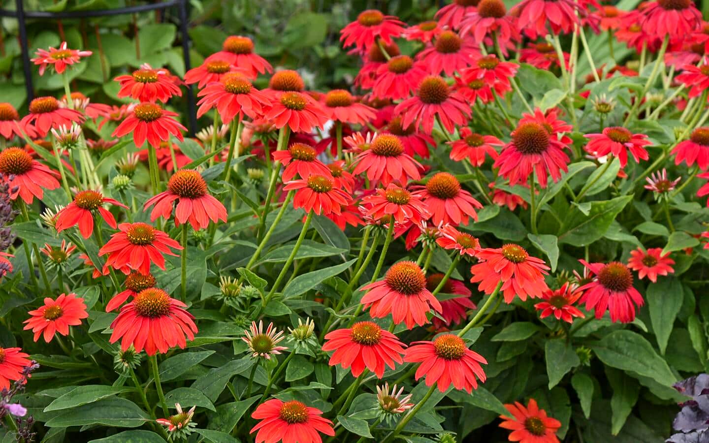 Orange coneflower in the garden