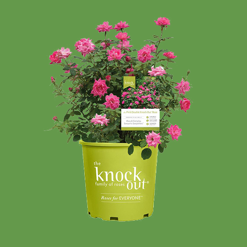 Outdoor Plants - The Home Depot