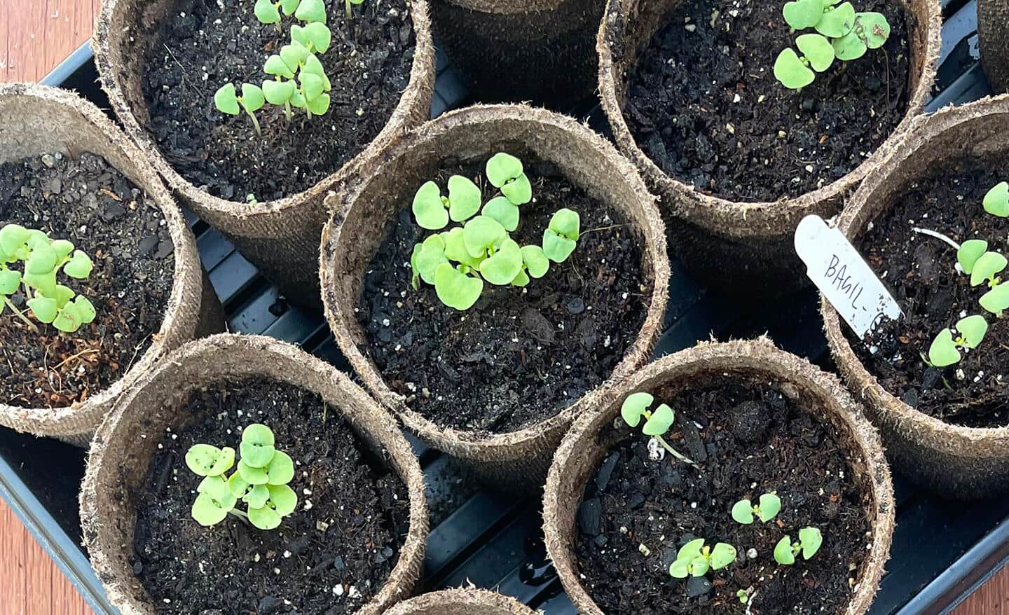 Seedlings growing in peat cups