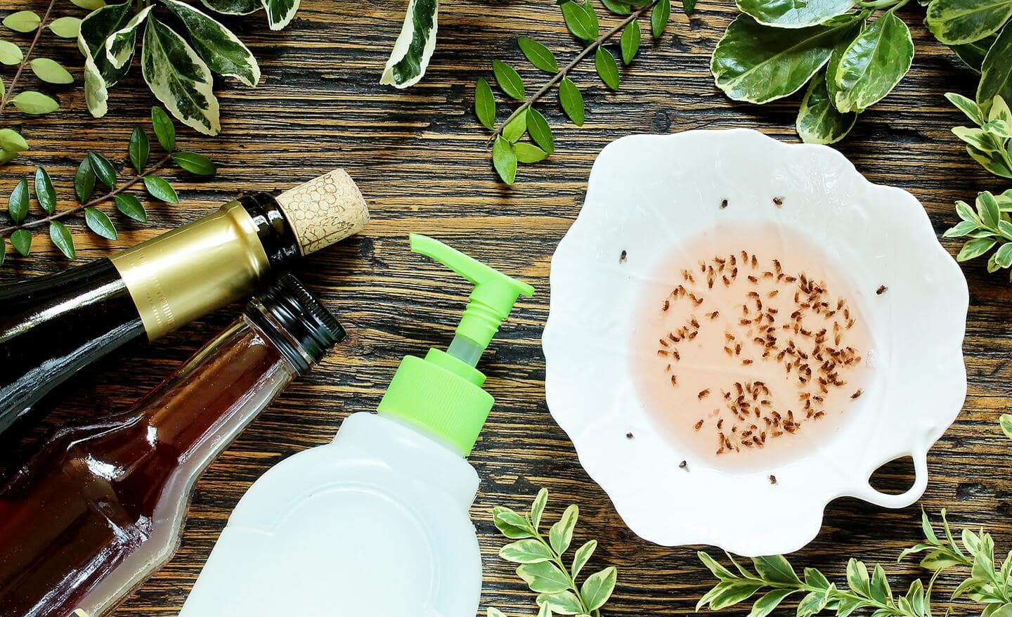 A DIY gnat trap filled with caught gnats next to a bottles.