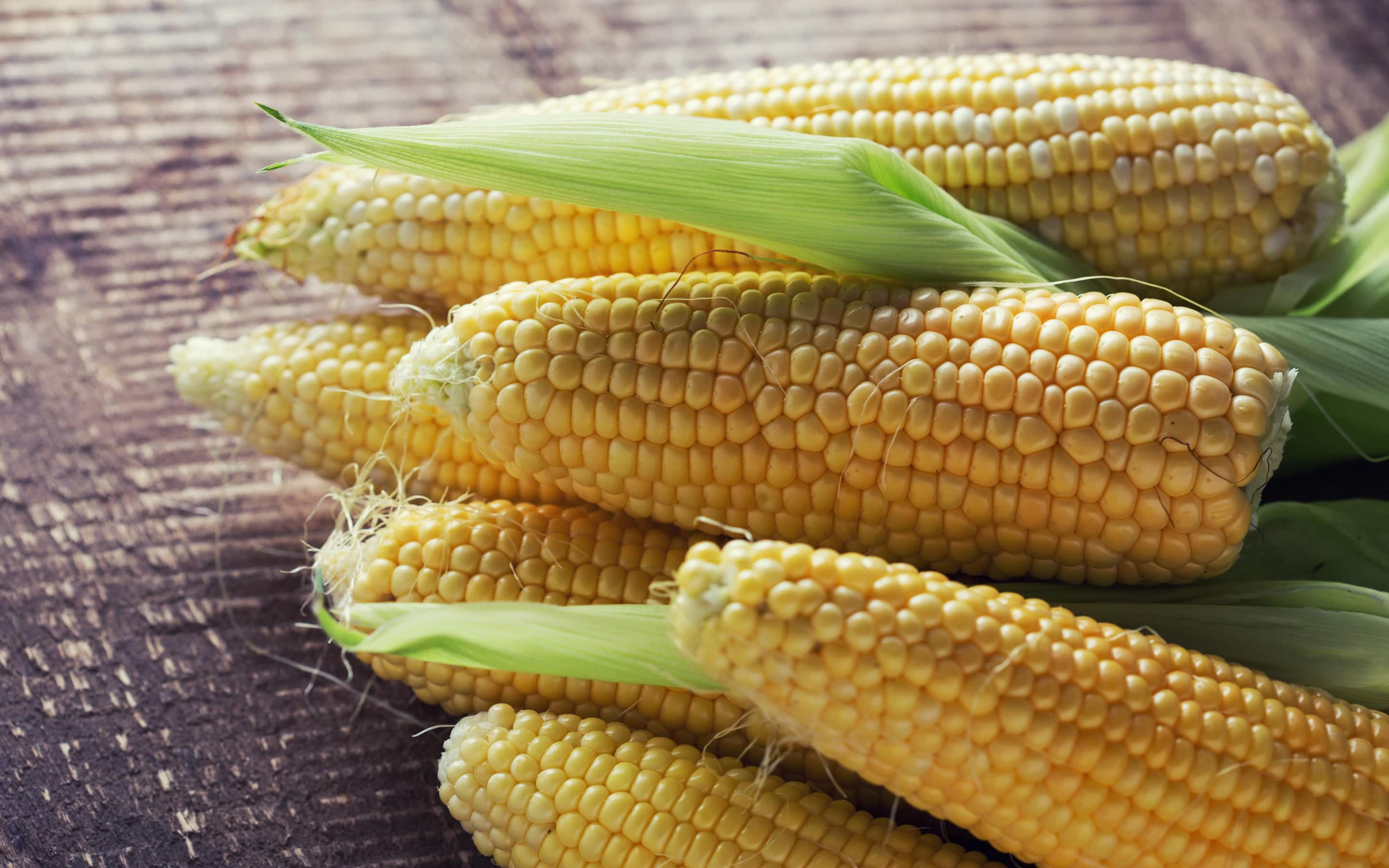 Ears of ripe yellow corn