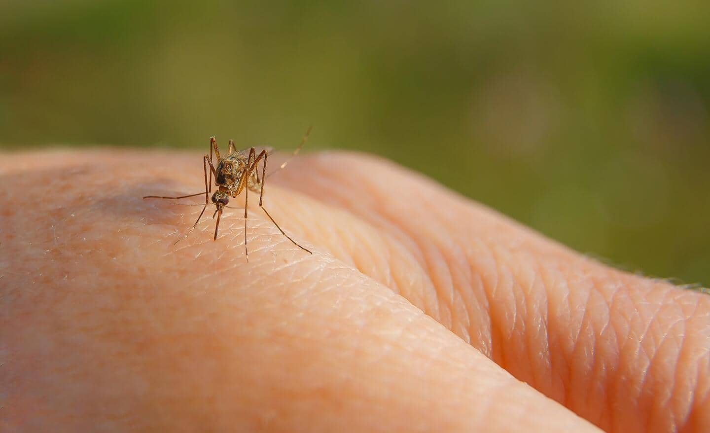 Mosquito lands on a person's skin