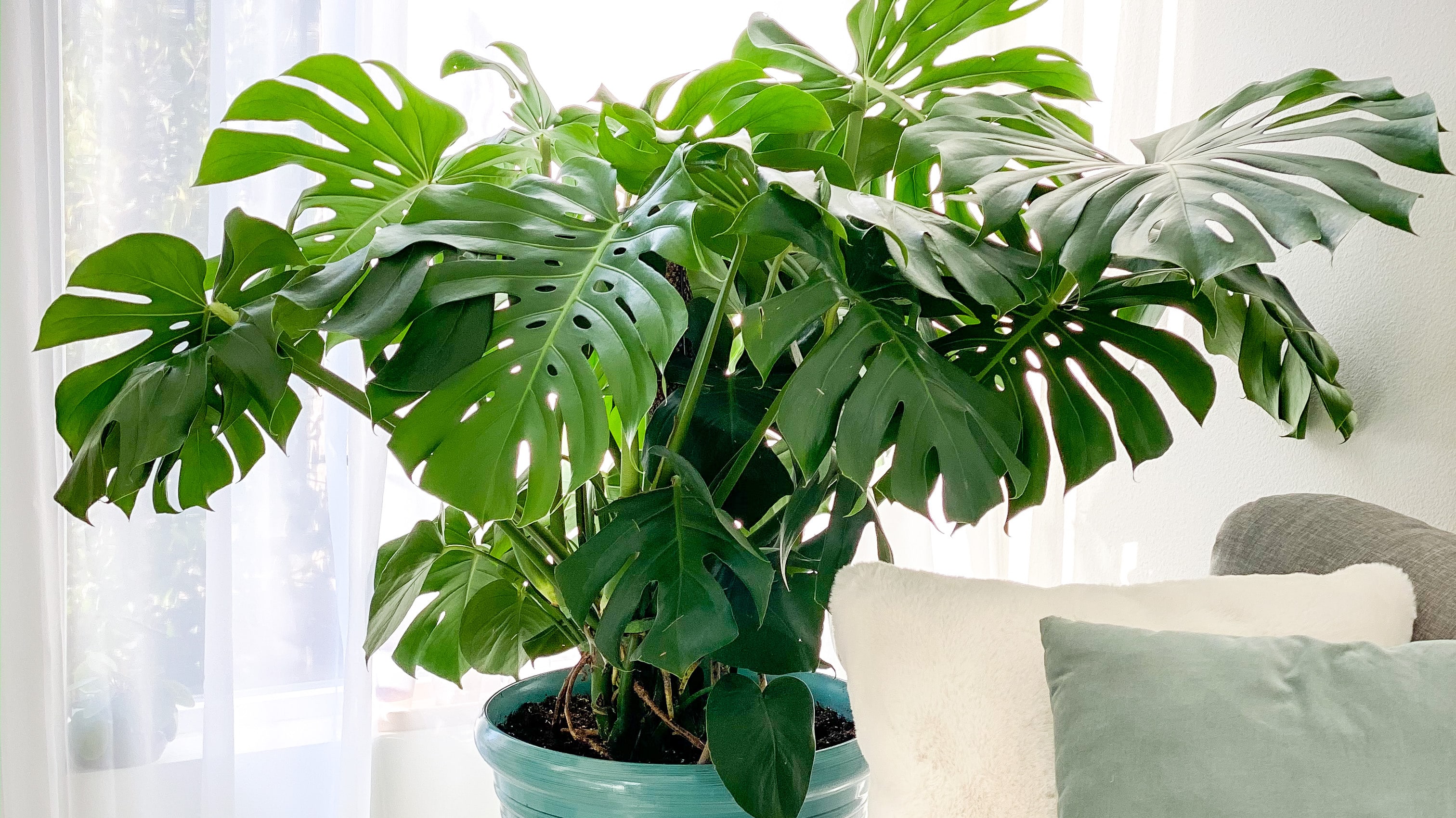 Indoor Plants - The Home Depot