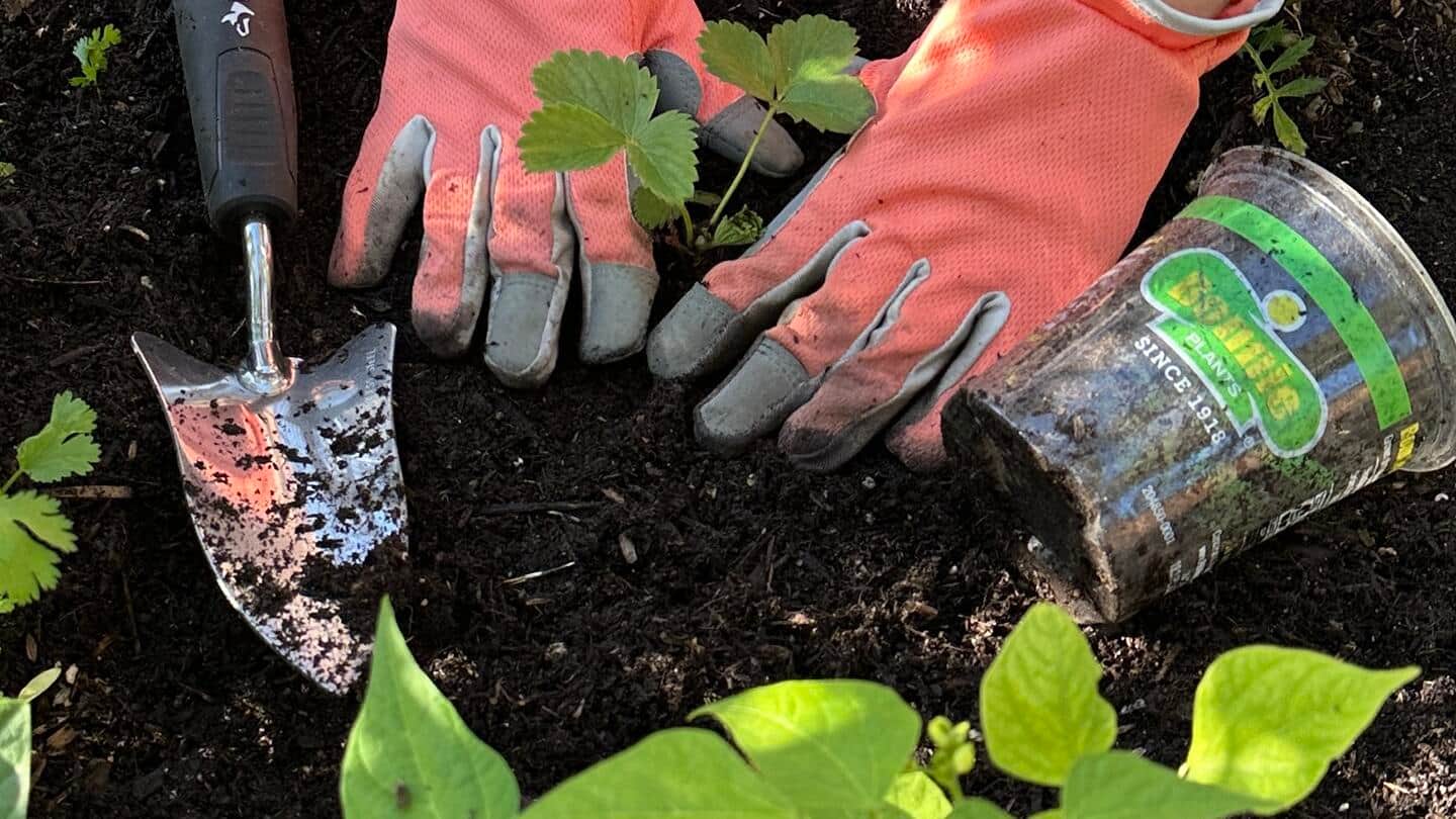 Gloved hands work in garden soil with vegetable seedlings Gloved hands work in garden soil with vegetable seedlings