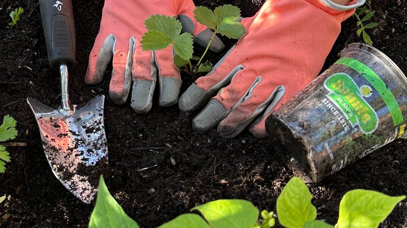 How to Prepare Soil for a Garden