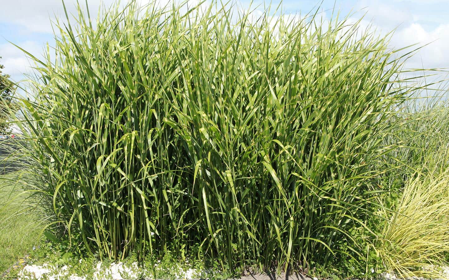 A stand of zebra grass in a garden bed A stand of zebra grass in a garden bed