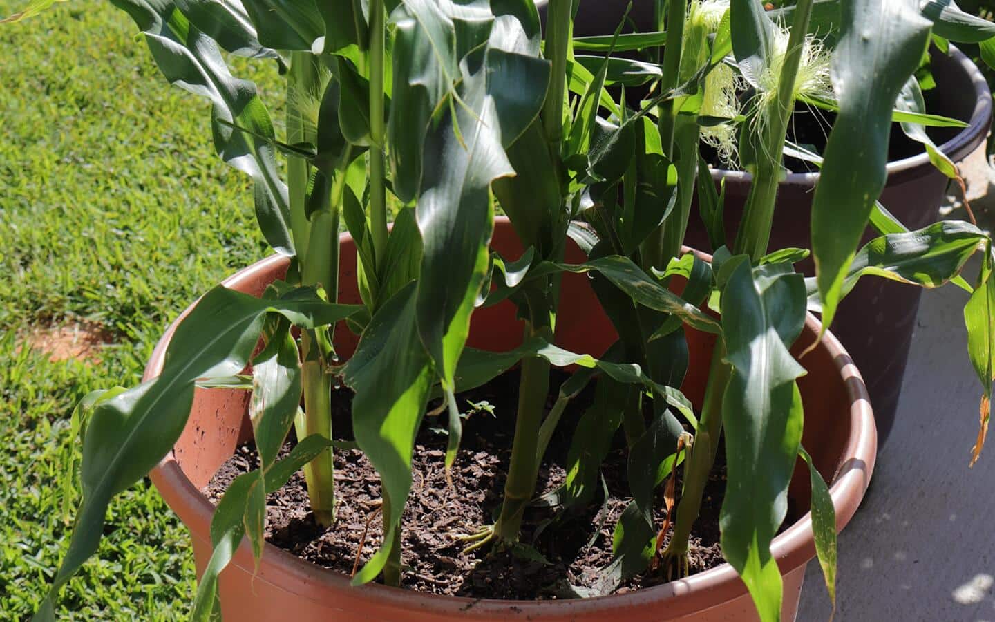 Corn growing in a pot in a small space garden Corn growing in a pot in a small space garden