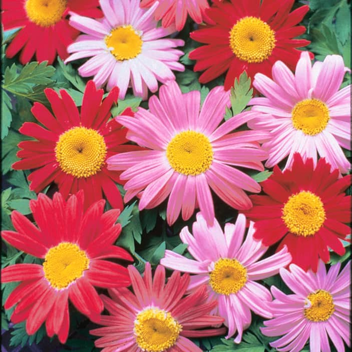 Daisies
