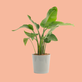 Select Online Indoor Plants