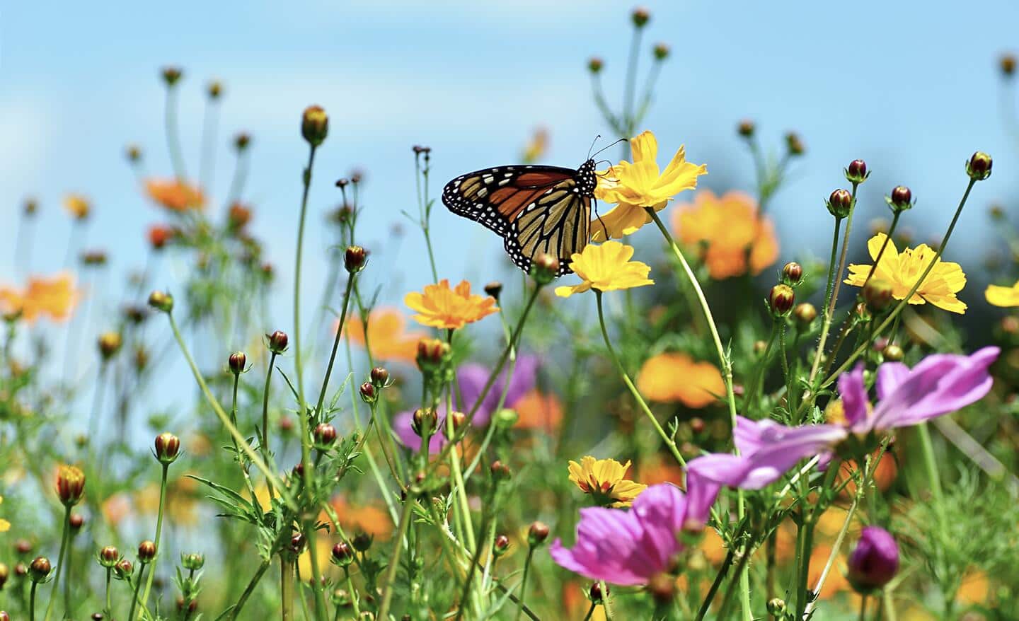 Monarch butterfly on a flower stem in a sunny meadow garden