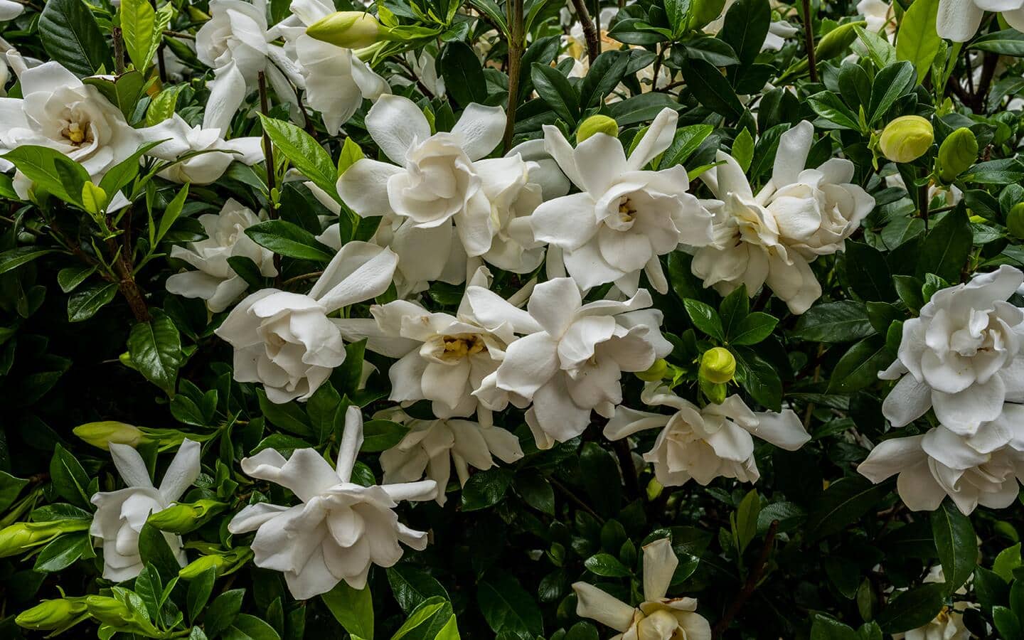 Creamy white gardenia blooms on a shrub.