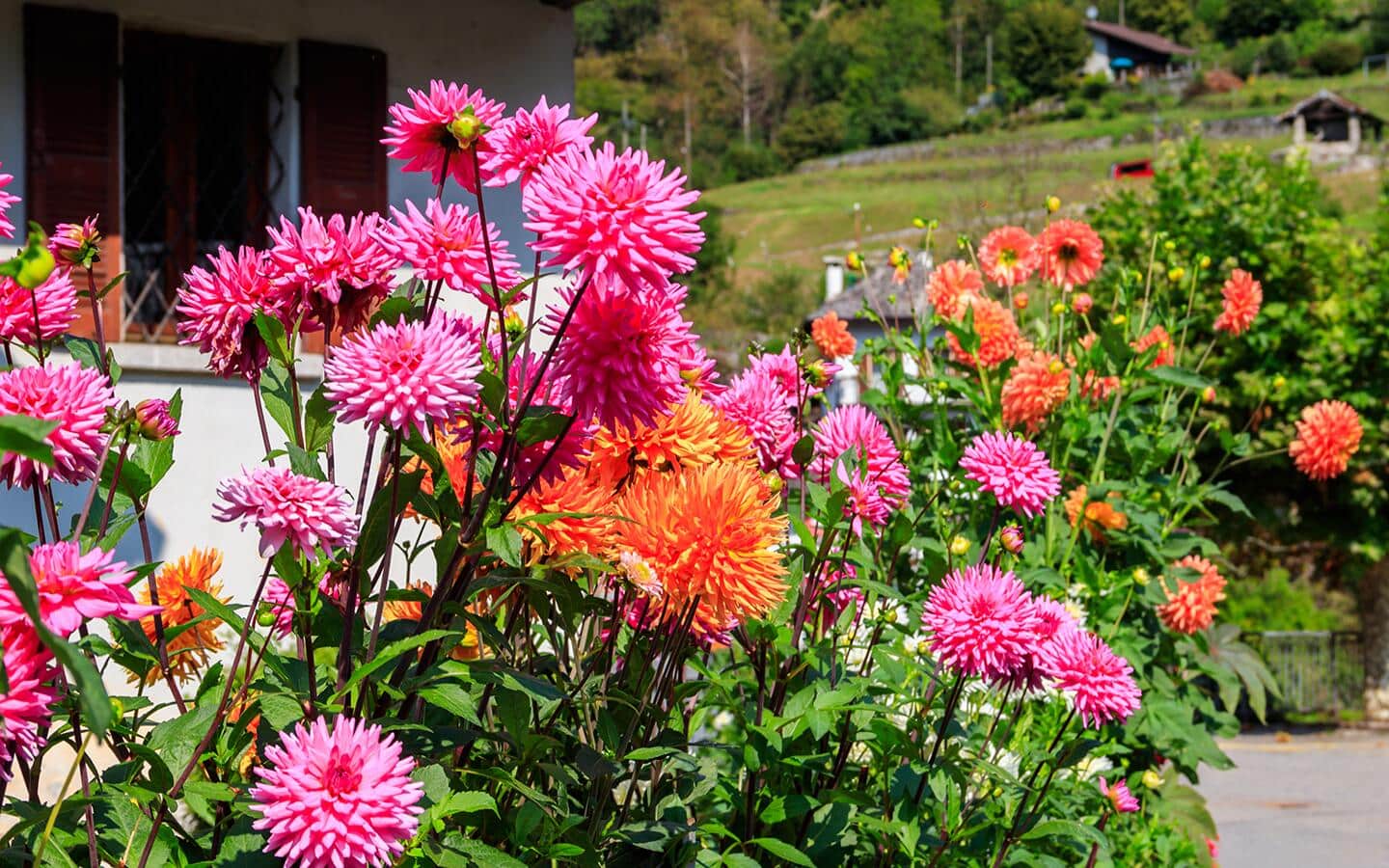 Dahlias growing in a summer garden