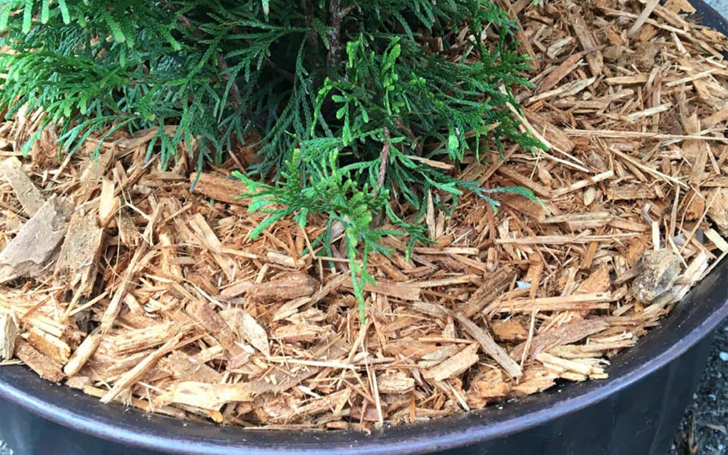 A planter filled with mulch. A planter filled with mulch.